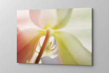 Obraz Zoom orchidea 1752